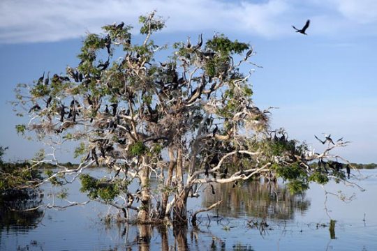 things-to-do-in-siem-reap-prek-toal-bird-sanctuary