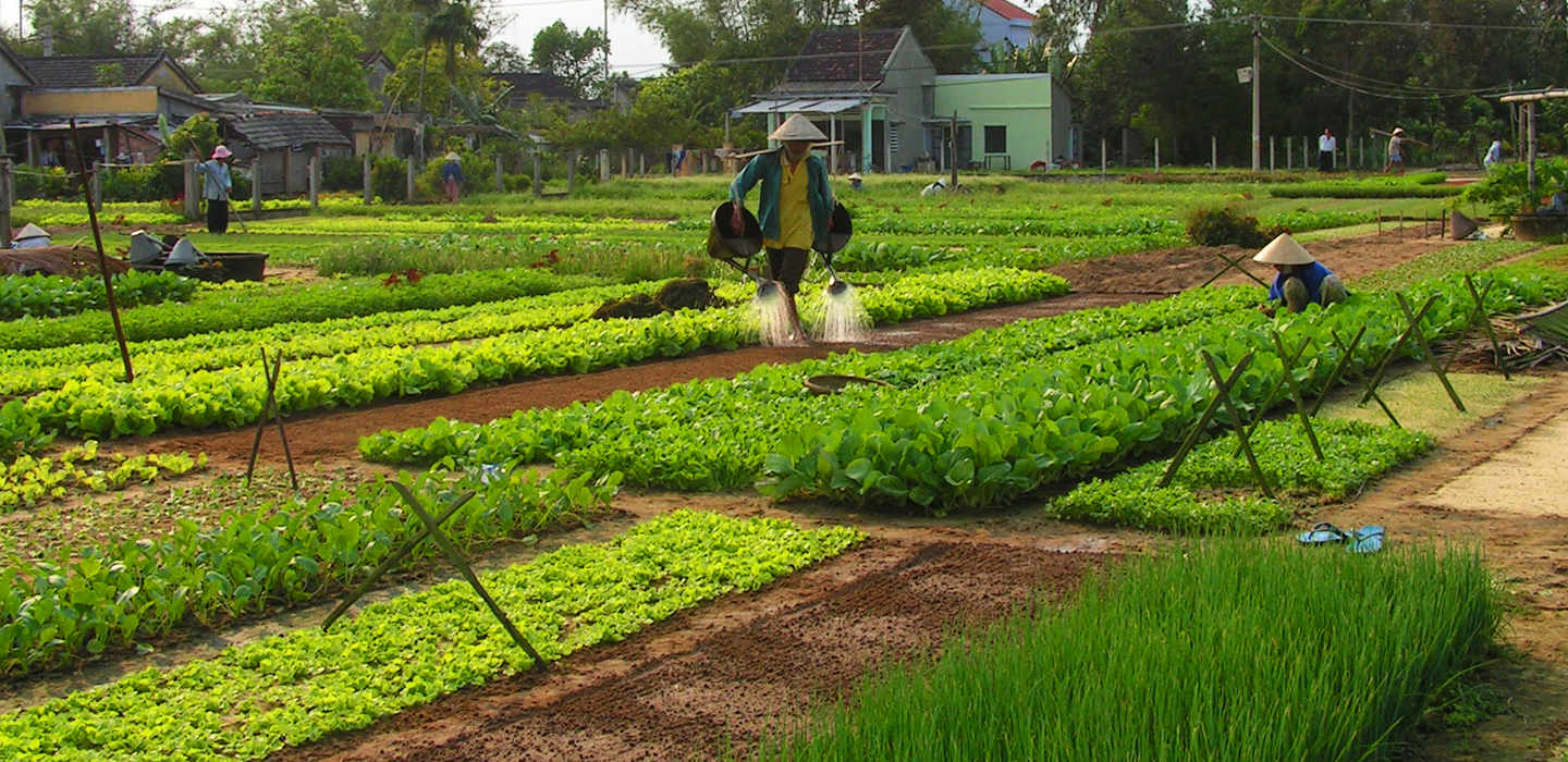 tra-que-vegetable-village