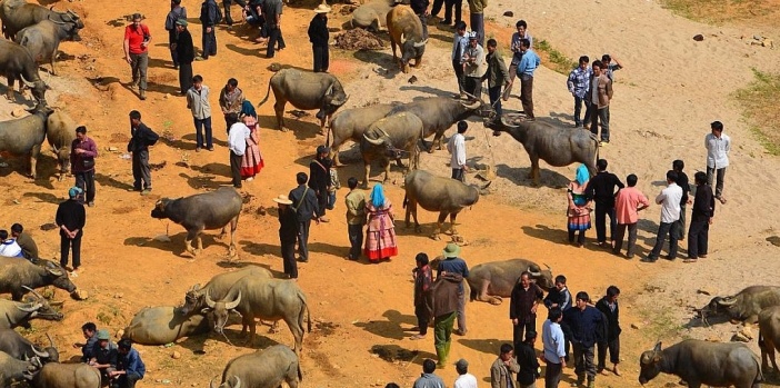 can-cau-market-buffalo-selling