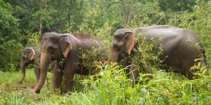 elephant-valley-project-mondulkiri-cmabodia