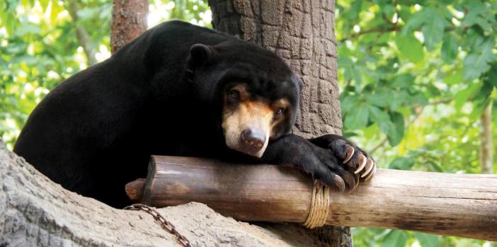 phnom-tamao-free-the-bears-sanctuary-cambodia