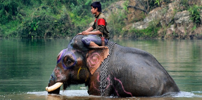 elephant-bath-at-pak-lai