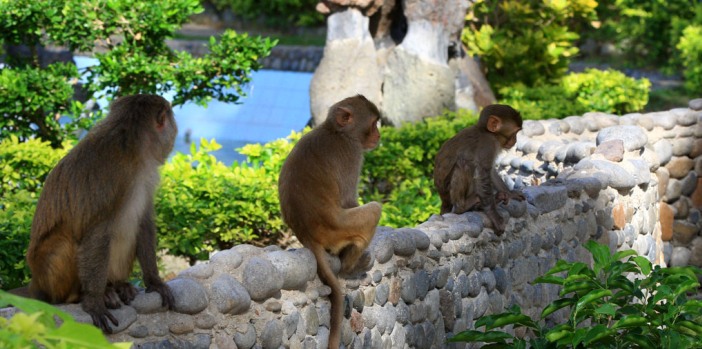 monkey-island-nha-trang