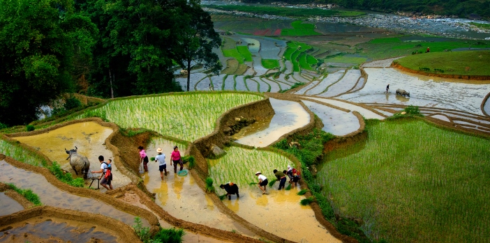 planting-rice-sapa