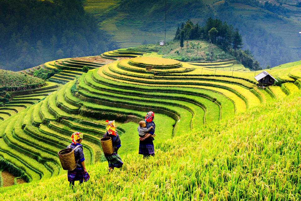 mu-cang-chai-rice-terrace