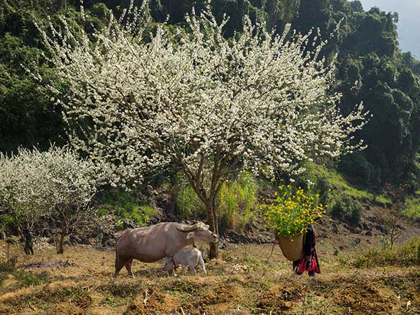 Ha-Giang-Vietnam-2019