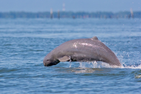 why-visit-cambodia-irrawady-dolphins