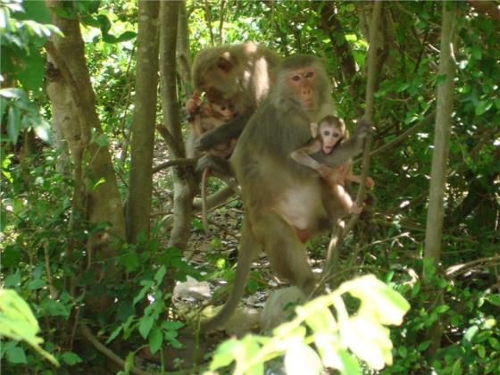 monkey-island-vietnam