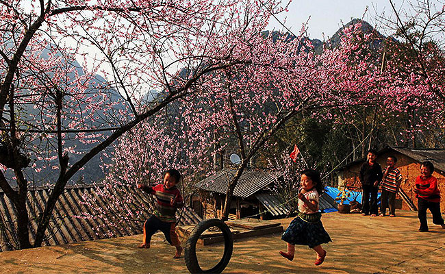 Sapa-Spring-Flowers-Vietnam